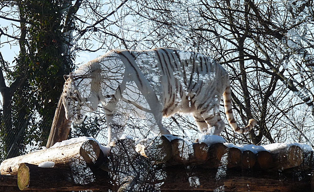 Es gibt neue Tiere in unserem Zoo :-))