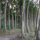 Es gibt nicht nur einen Hexenwald auf Rügen, sondern auch einen Märchenwald.