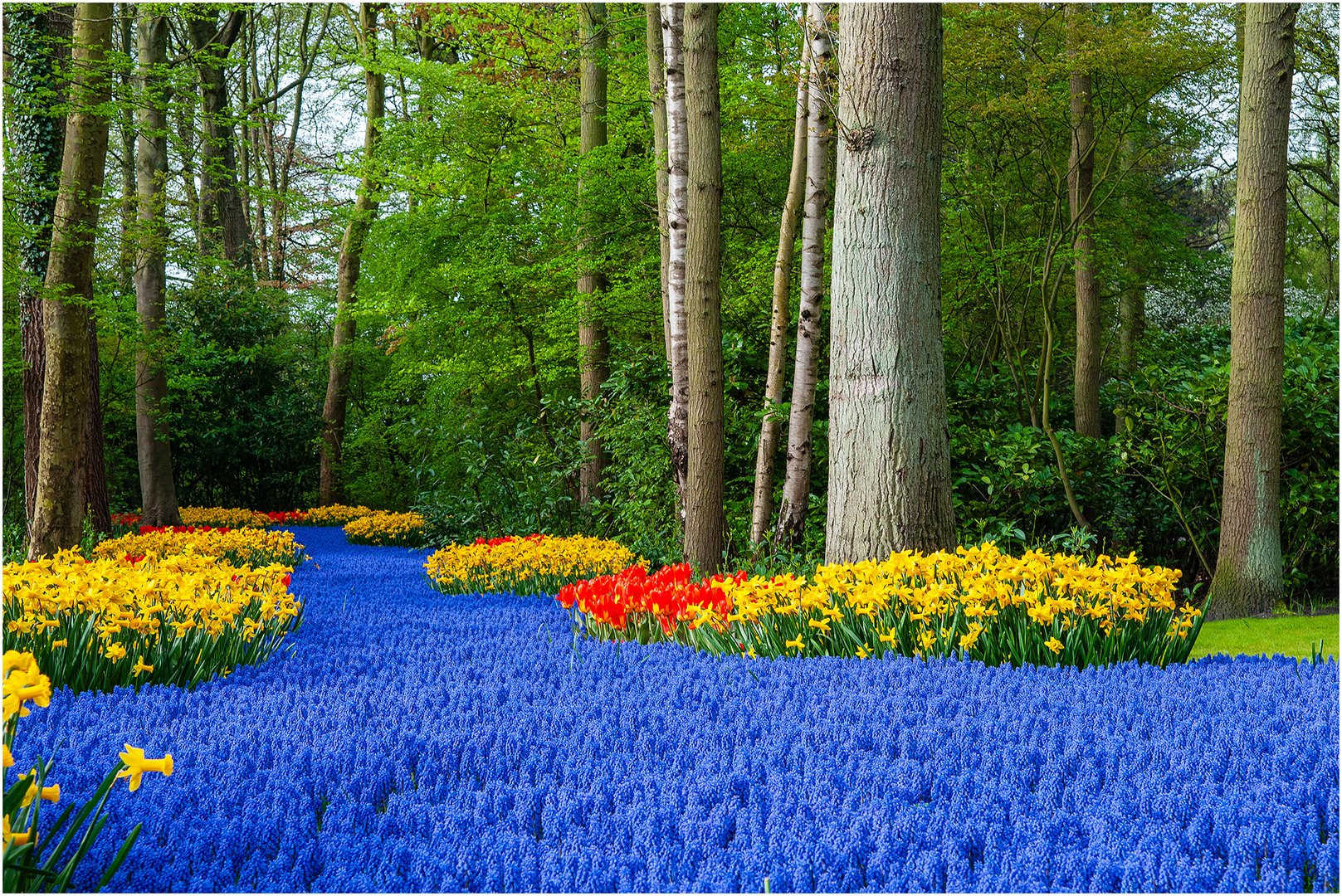 Es gibt nicht nur Tulpen im Keukenhof