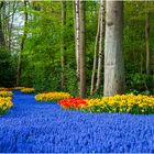 Es gibt nicht nur Tulpen im Keukenhof