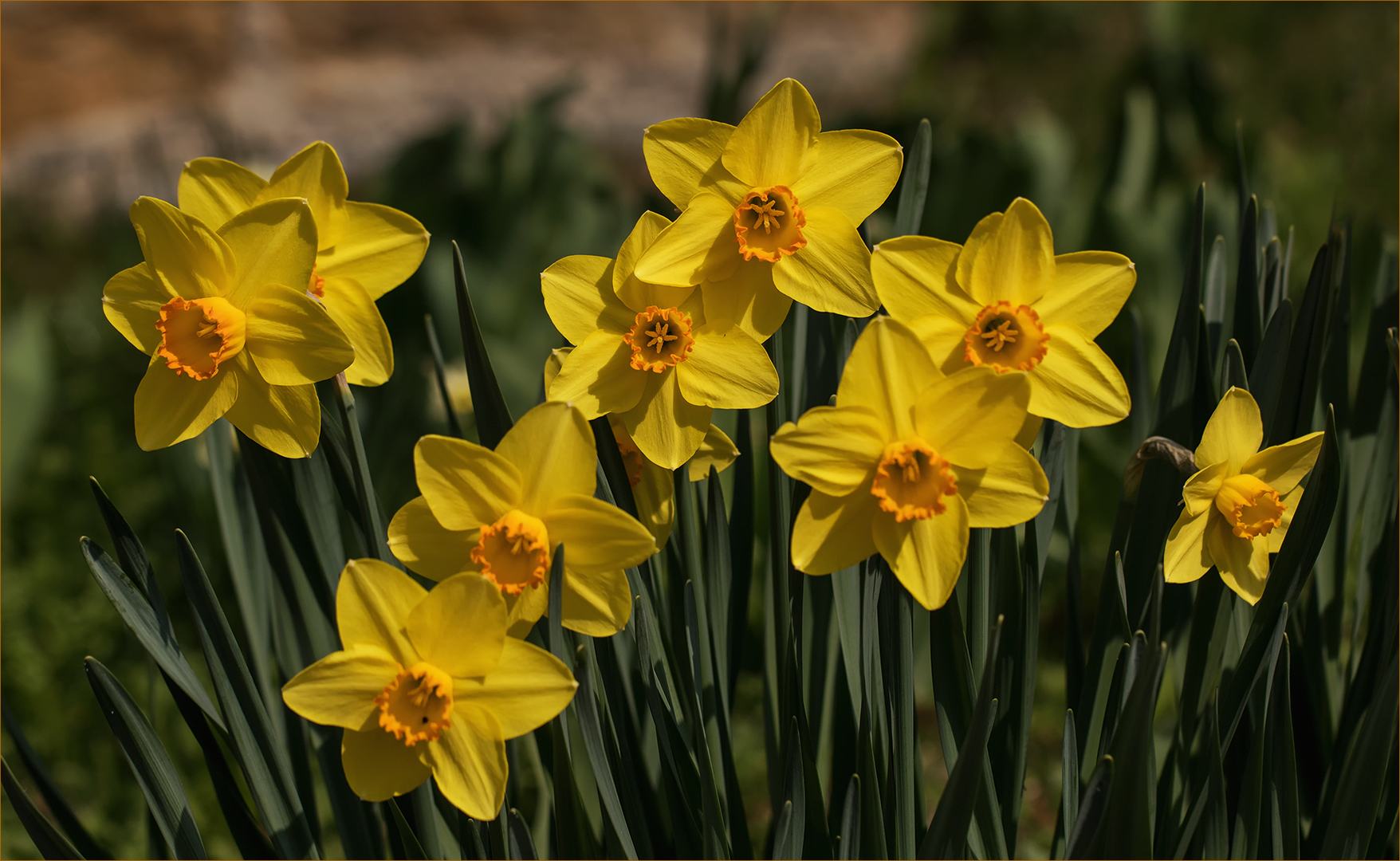 Es gibt nicht nur Tulpen in Gönningen...