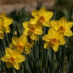 Es gibt nicht nur Tulpen in Gönningen...