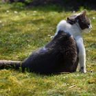 "Es gibt nichts leichteres als Katzen-Yoga!"