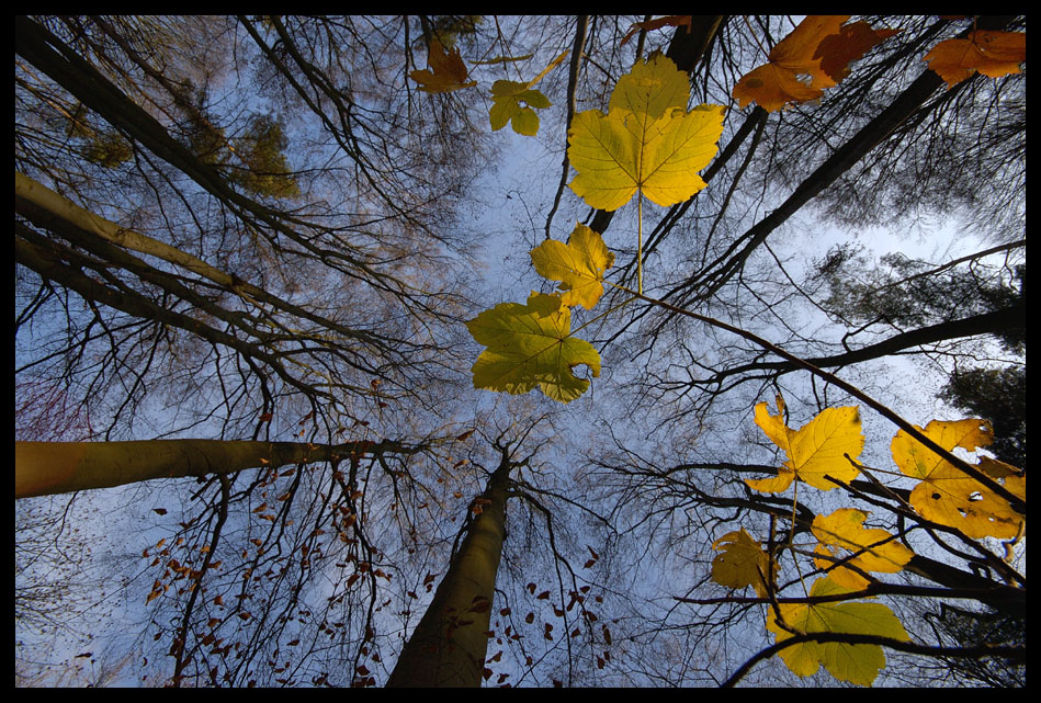 Es gibt noch Blätter und Pilze im Dezemberwald,...