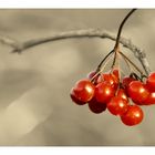 Es gibt noch ein paar Beeren für die Vögel