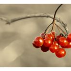 Es gibt noch ein paar Beeren für die Vögel