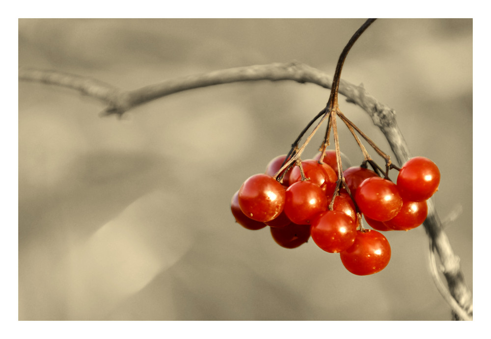 Es gibt noch ein paar Beeren für die Vögel