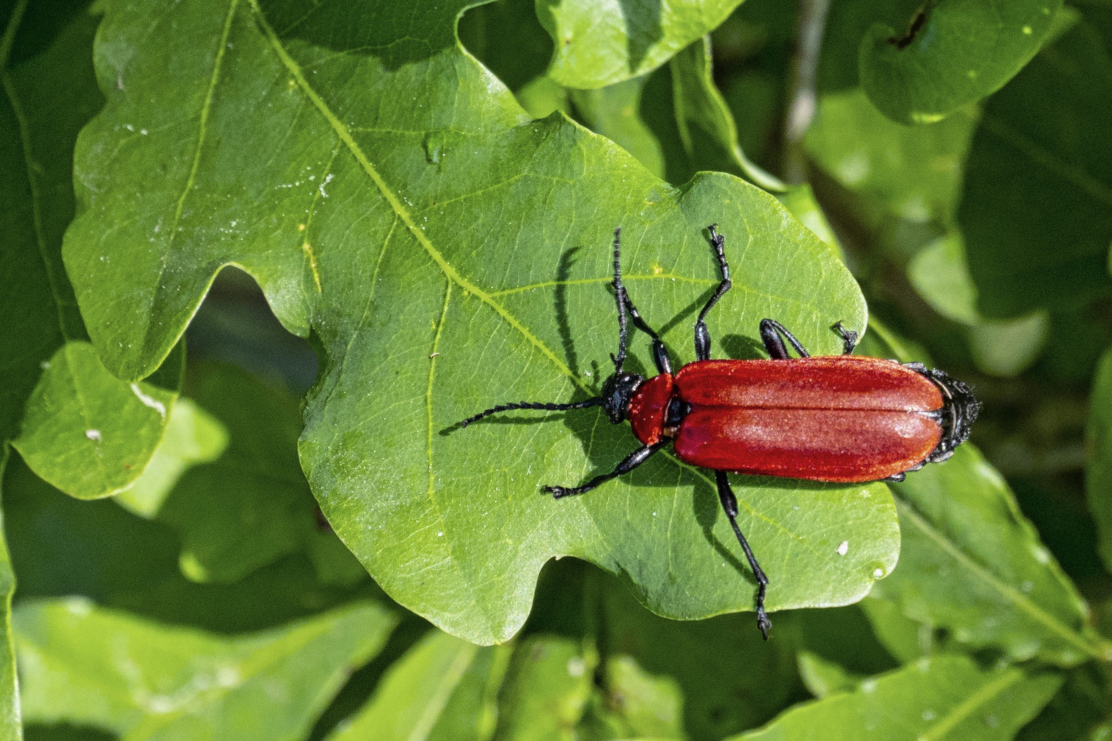 Es gibt noch Insekten - Lilienhähnchen