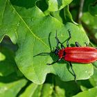 Es gibt noch Insekten - Lilienhähnchen