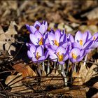 es gibt noch Krokus