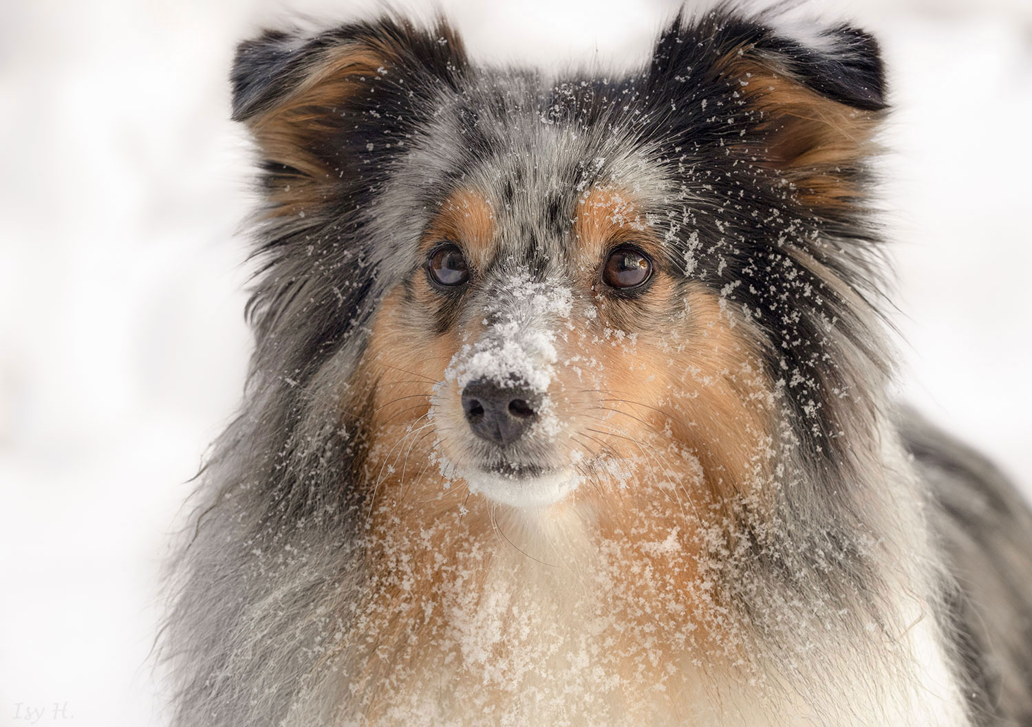 Es gibt nur einen einzigen klügsten Hund auf der Welt, und jeder besitzt genau diesen!