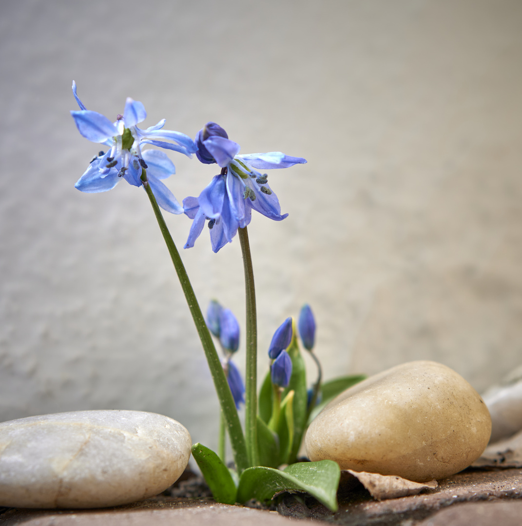 Es gibt nur eines: mein Blausternchen