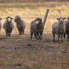 Es gibt nur ganz wenige Schafe in Neuseeland...