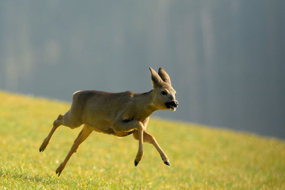 Es gibt Regen - die Rehe fliegen wieder so tief!