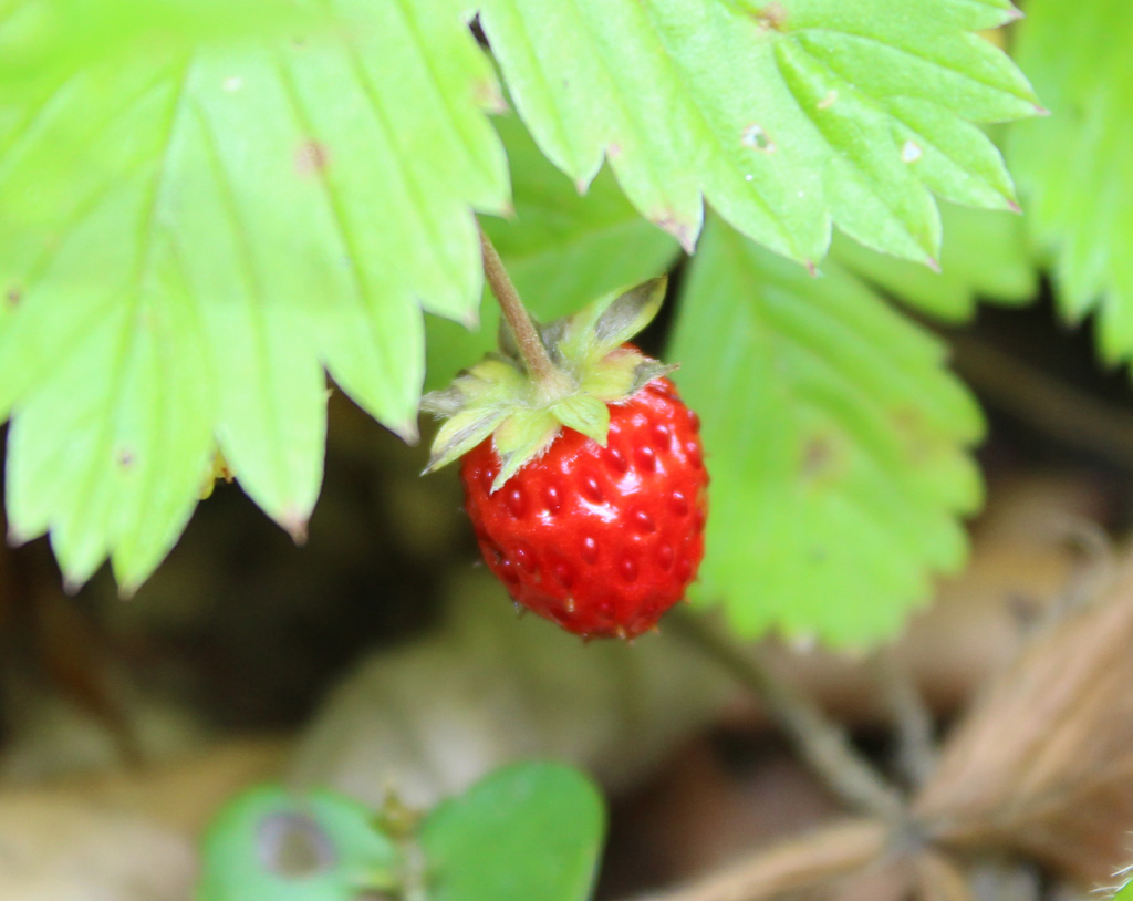 Es gibt schon frische Walderdbeeren Foto &amp; Bild | pflanzen, samen ...