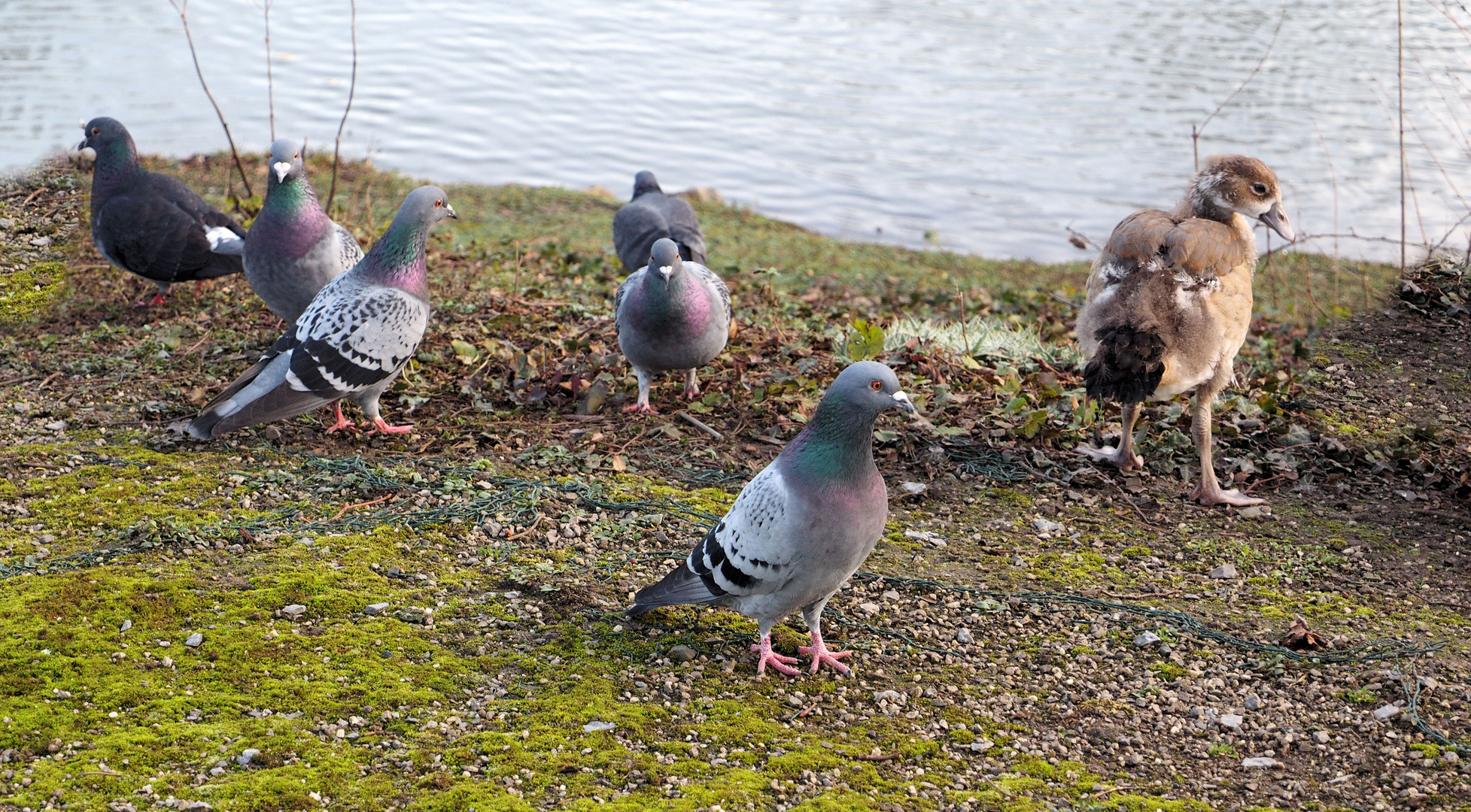 Es gibt schon halbwüchsige Nilgänse