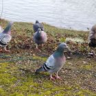 Es gibt schon halbwüchsige Nilgänse