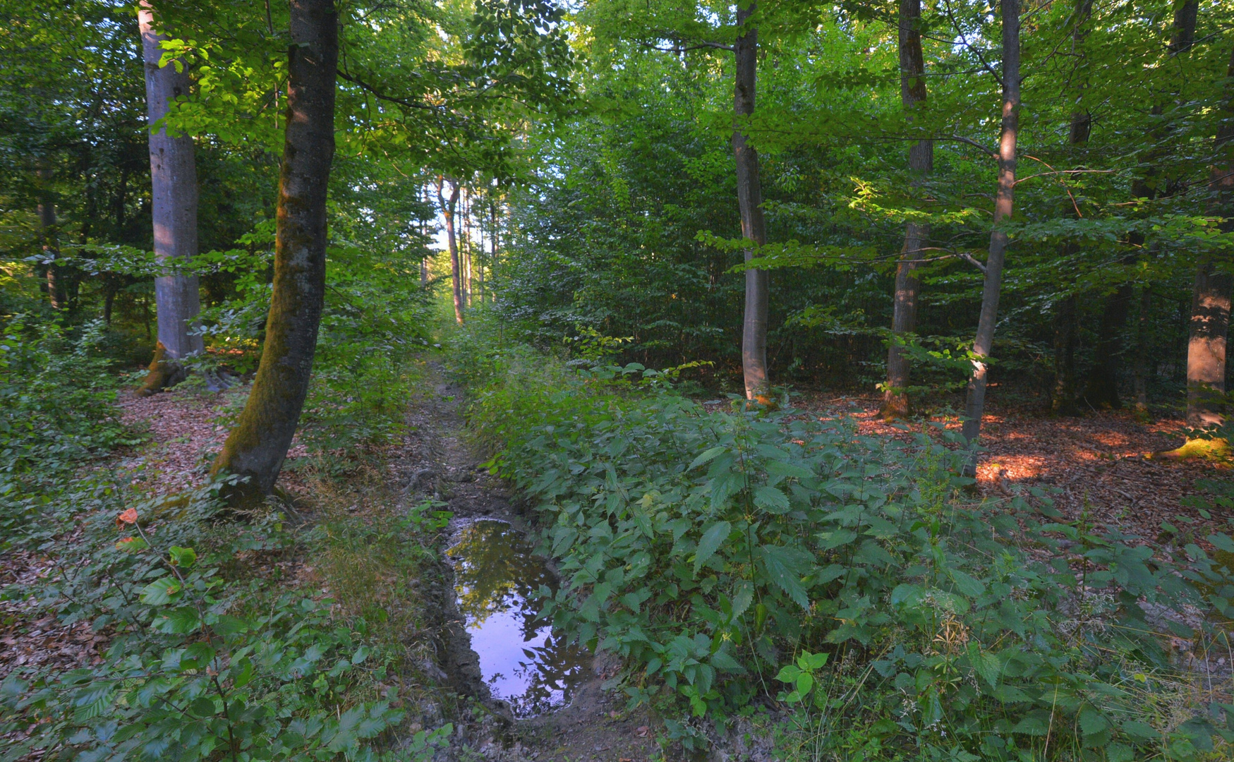 es gibt sie doch noch: Pfützen im Wald