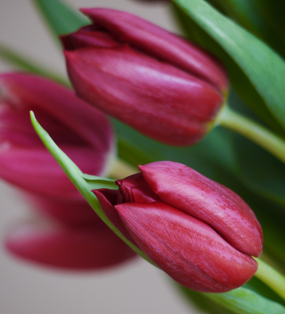 Es gibt sie jetzt an jeder Ecke: Tulpen