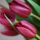 Es gibt sie jetzt an jeder Ecke: Tulpen