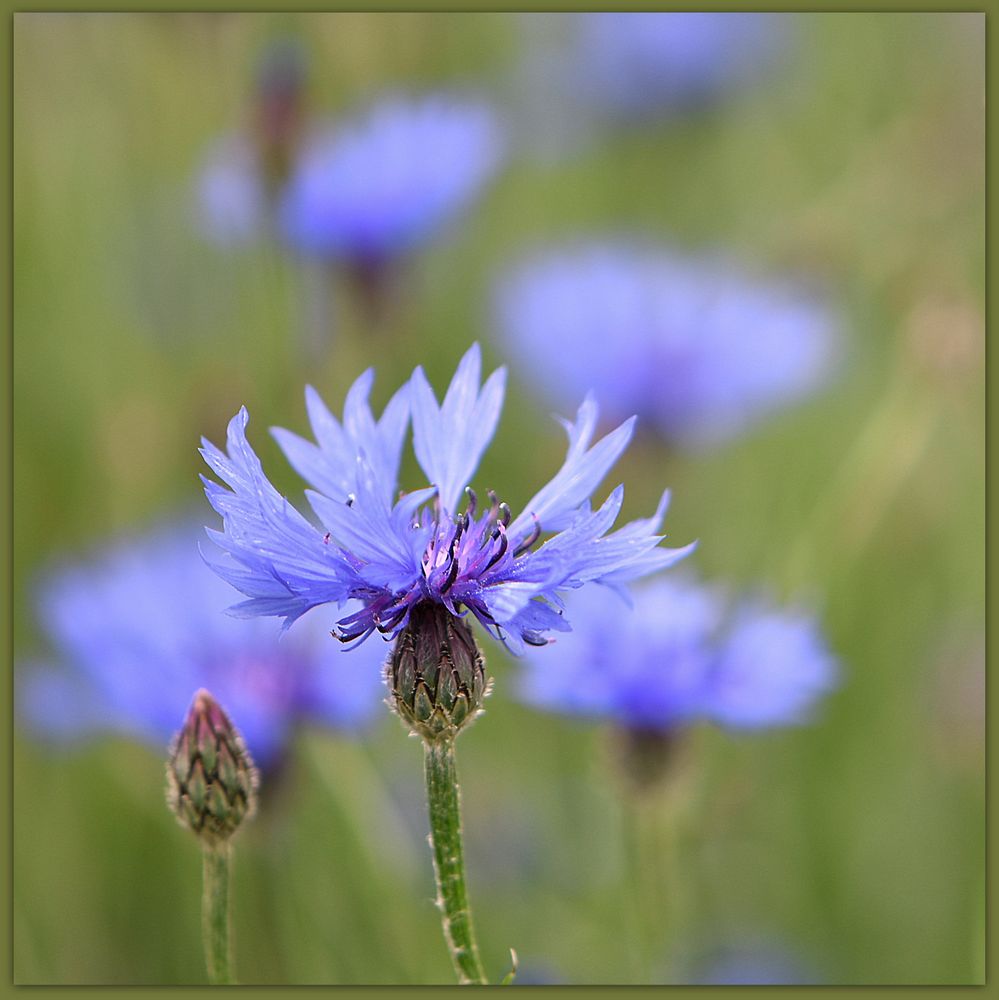 Es gibt sie noch, die Kornblume ... Foto & Bild | spezial, kornblumen, outdoor Bilder auf ...