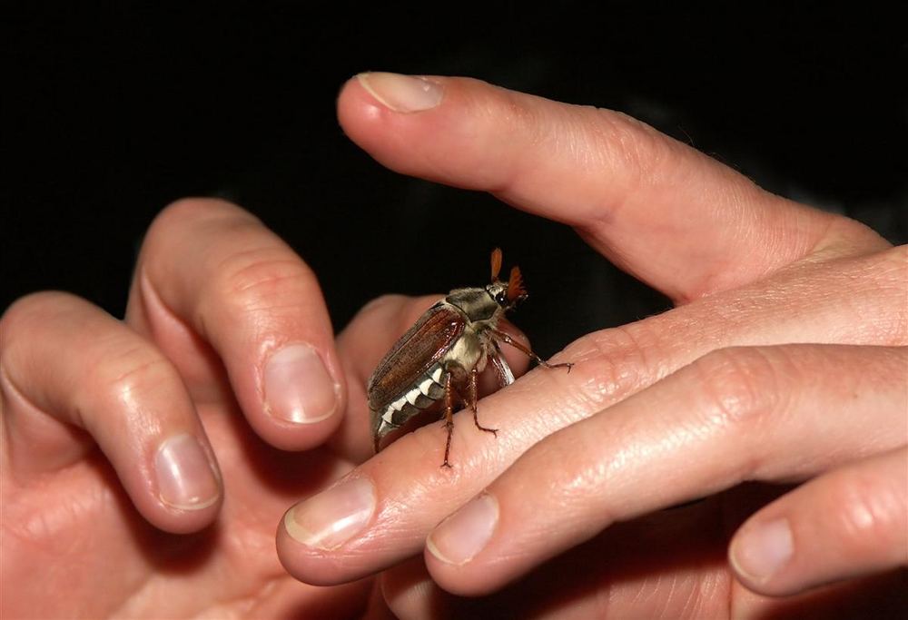 Es gibt sie noch, die Maikäfer