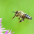 Es gibt sie trotz allem noch, die Honigbienen (1)