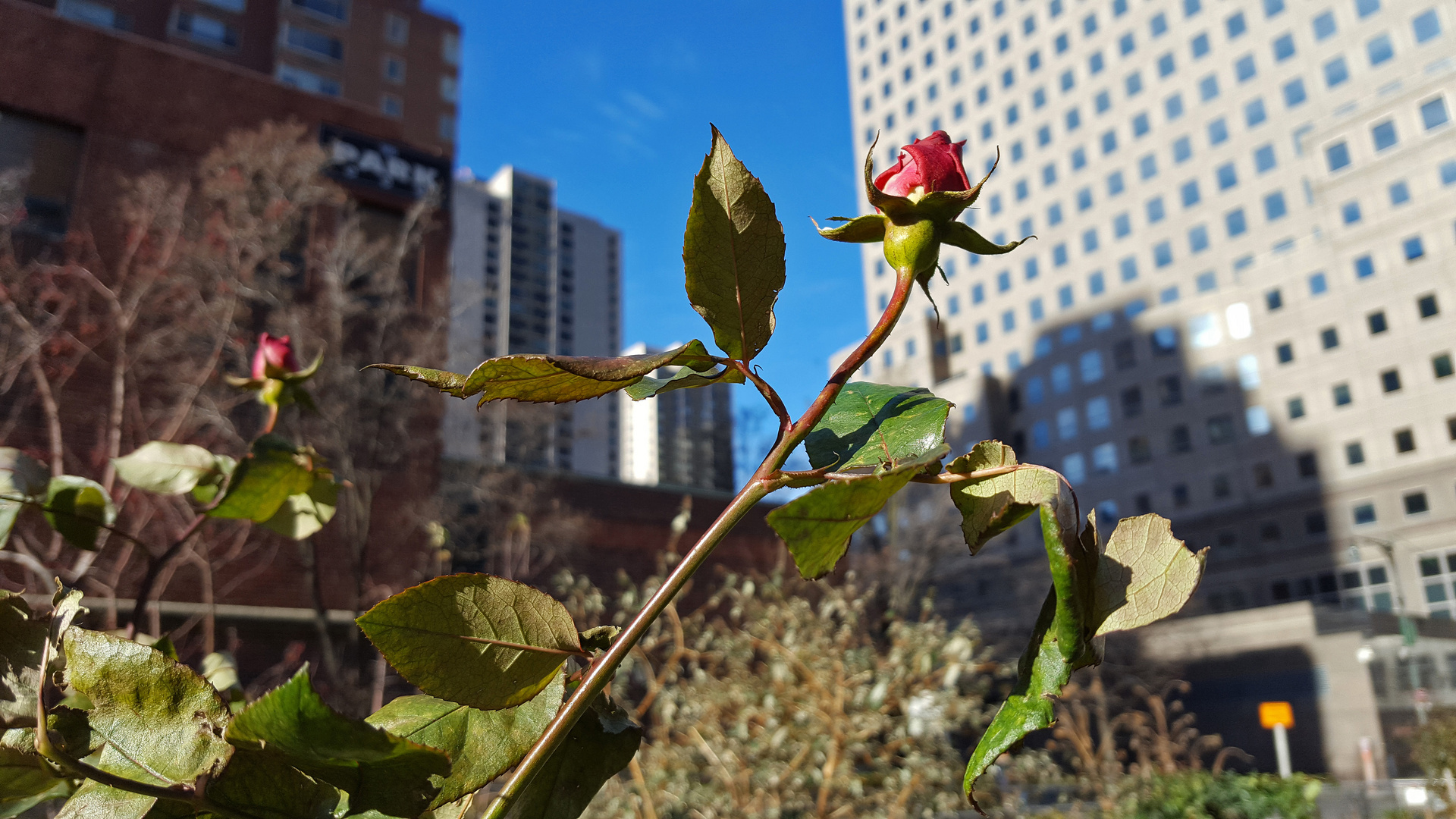 es gibt überall Blumen für den...