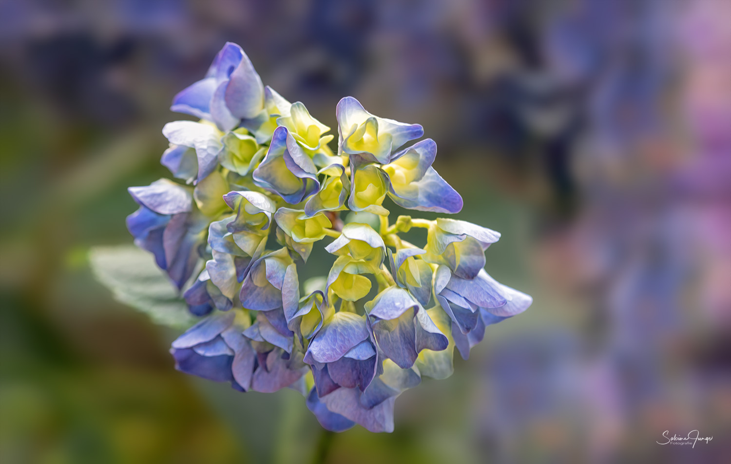 Es gibt überall Blumen für den, der sie sehen will