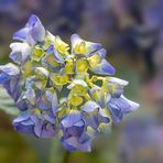 Es gibt überall Blumen für den, der sie sehen will