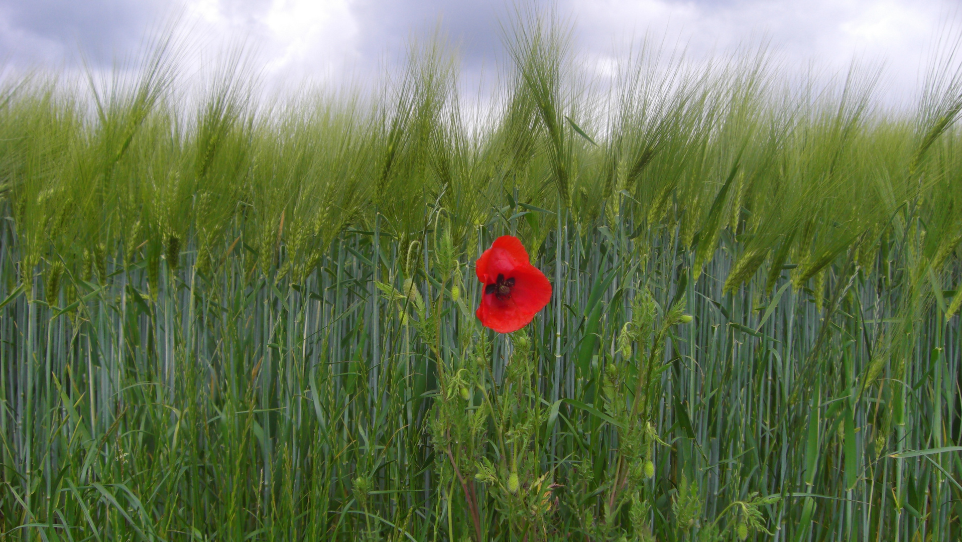 Es gibt überall Blumen für den, der sie sehen will.