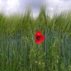 Es gibt überall Blumen für den, der sie sehen will.