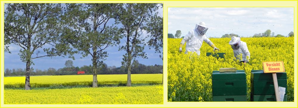 es gibt viel zu tun für Bienen