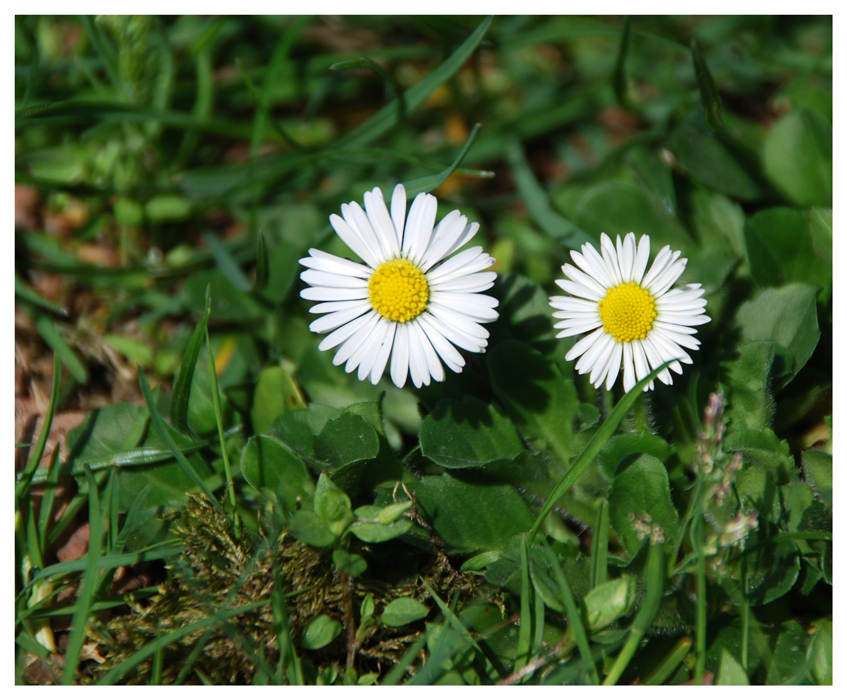 ..... es gibt wieder ein wenig Zeit für Gänseblümchen....