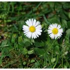 ..... es gibt wieder ein wenig Zeit für Gänseblümchen....