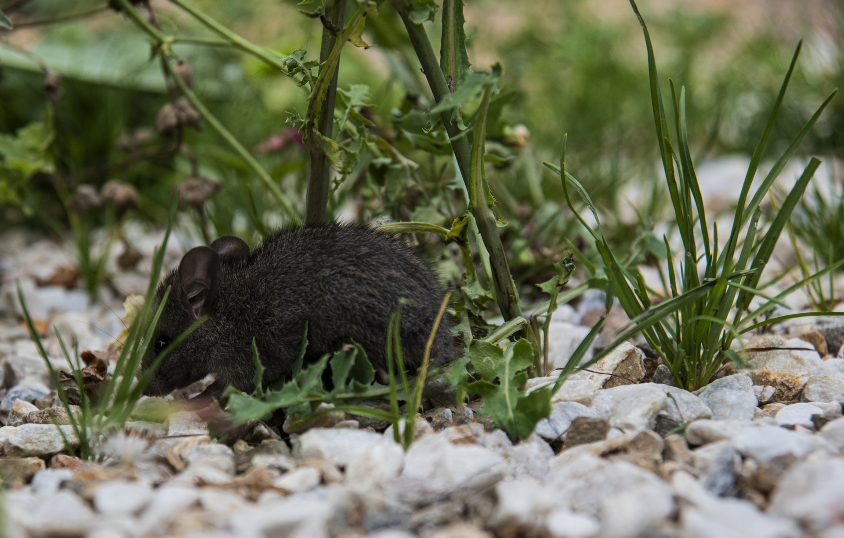 Es gibt wieder mehr Wildschweine