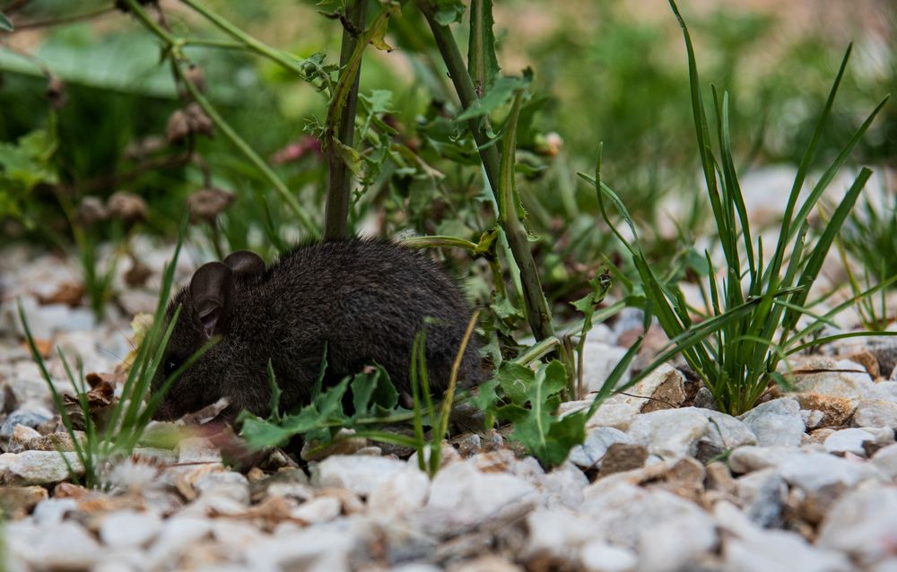 Es gibt wieder mehr Wildschweine