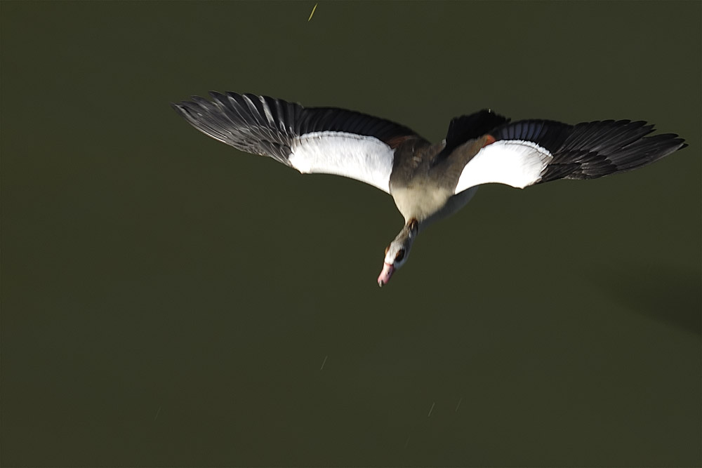 Es ging alles so schnell .... [Nilgans]