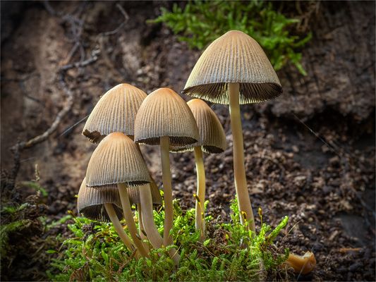 es glimmert der tintling