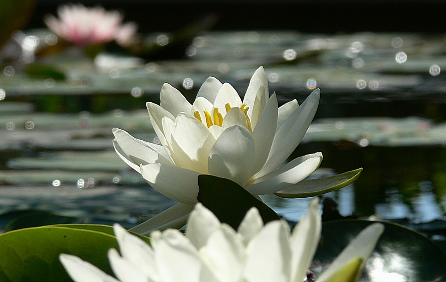 es glitzert in der Sonne....... vorerst die letzte Seerose...