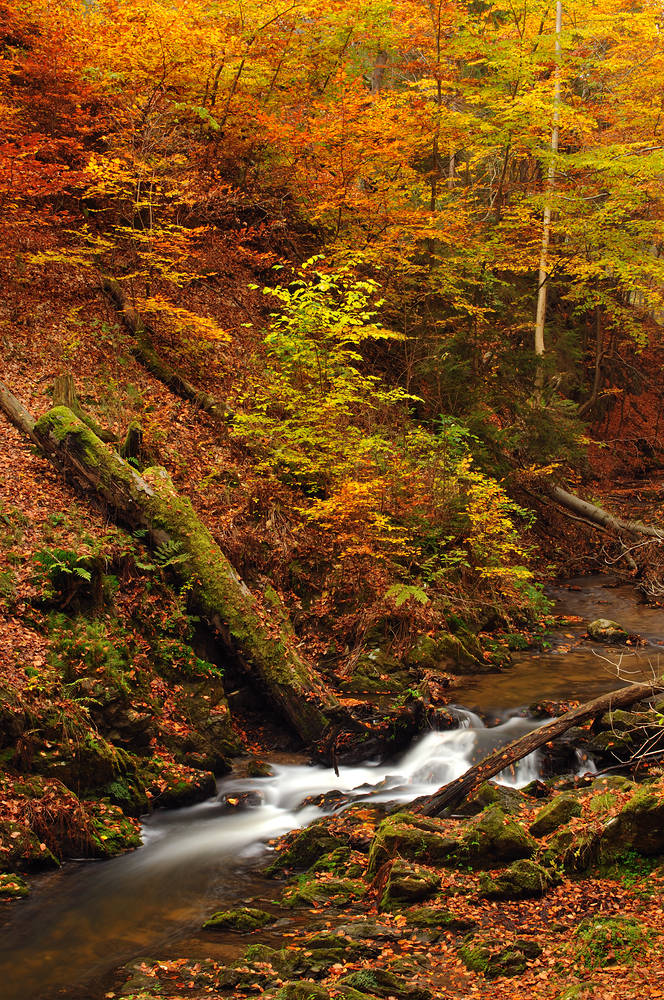 Es glühen die Buchenwälder