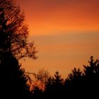 Es glüht der Wald, der Frühling singt