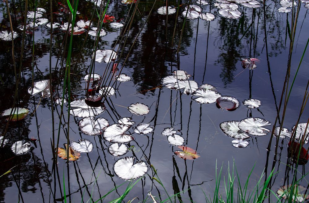 es grünt am Weiher