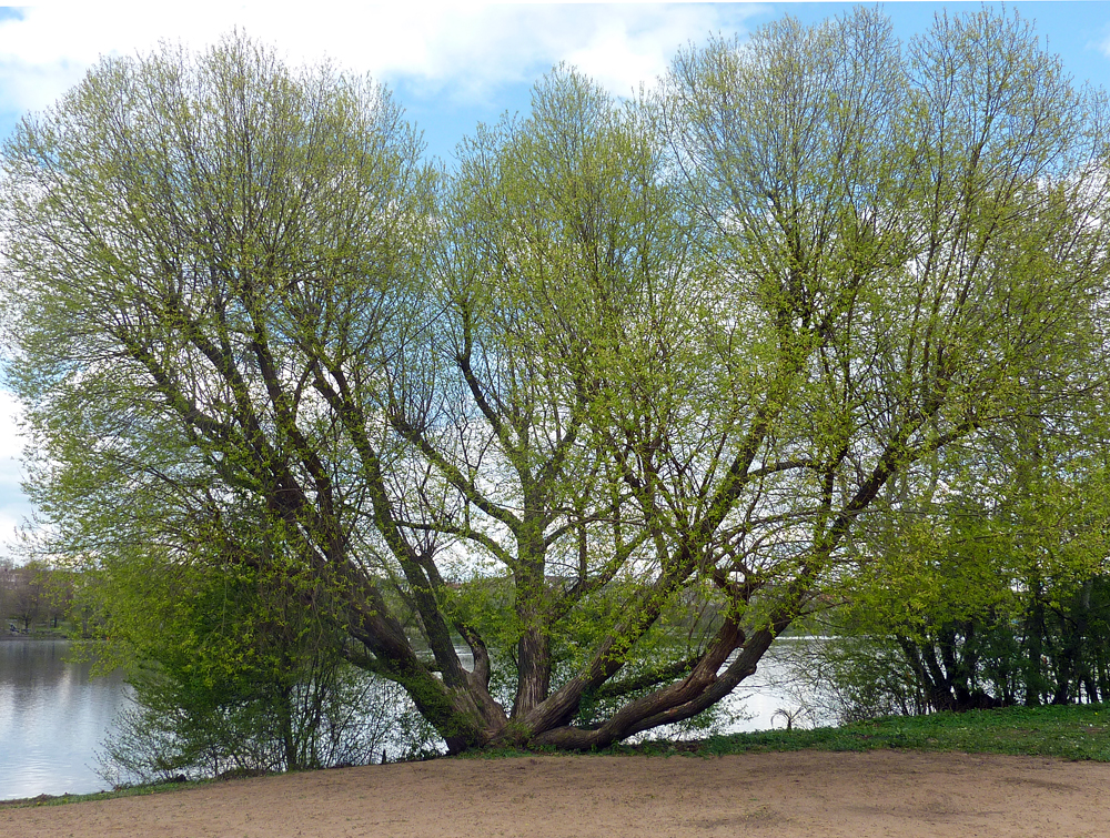 Es grünt am Wöhrder See