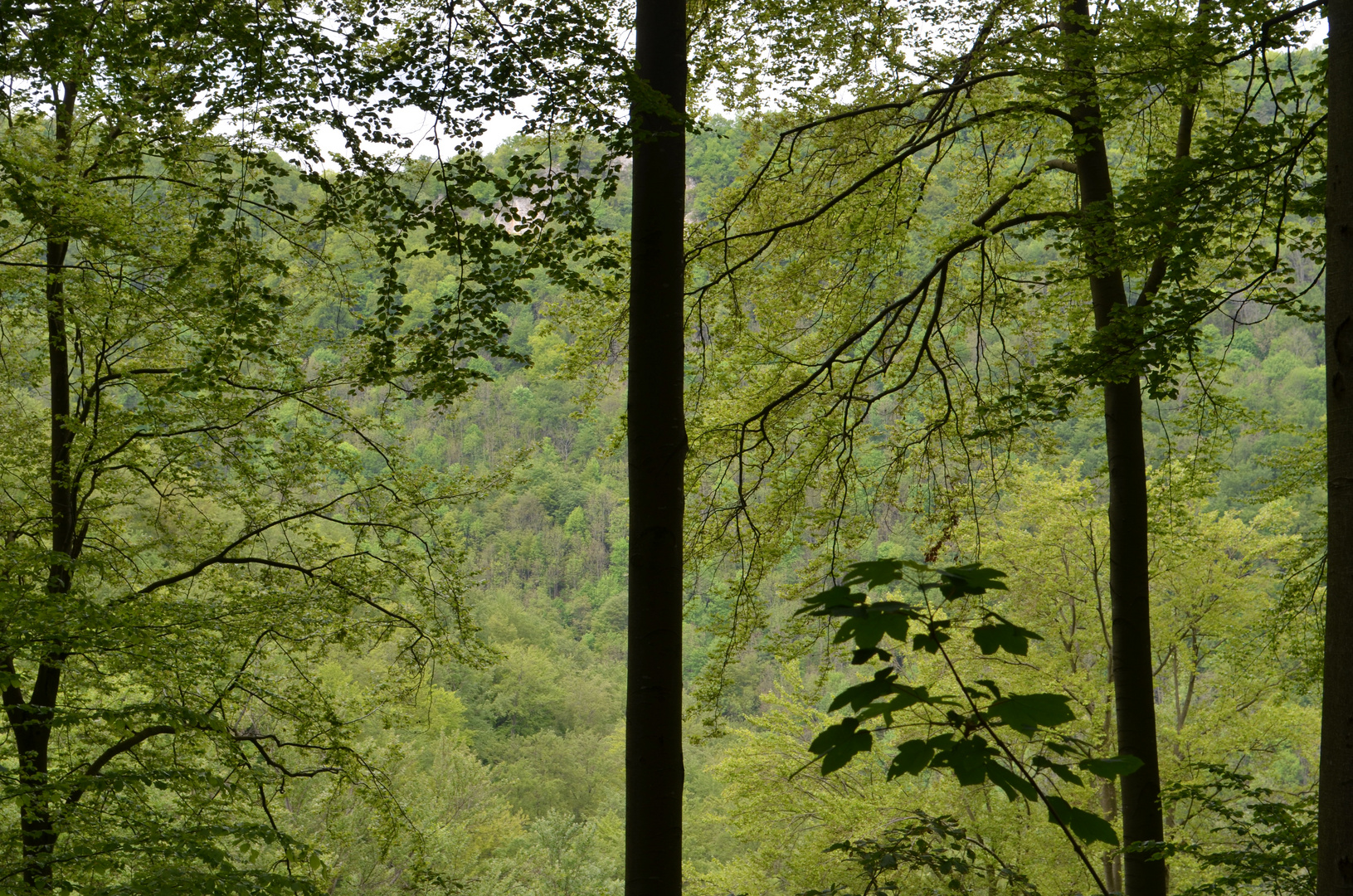 es grünt der Wald