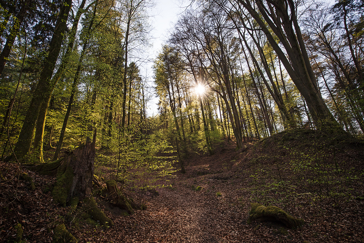 Es grünt im blauen Steinbruch