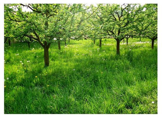 Es grünt so grün...