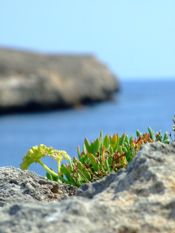 Es grünt so grün am blauen Meer