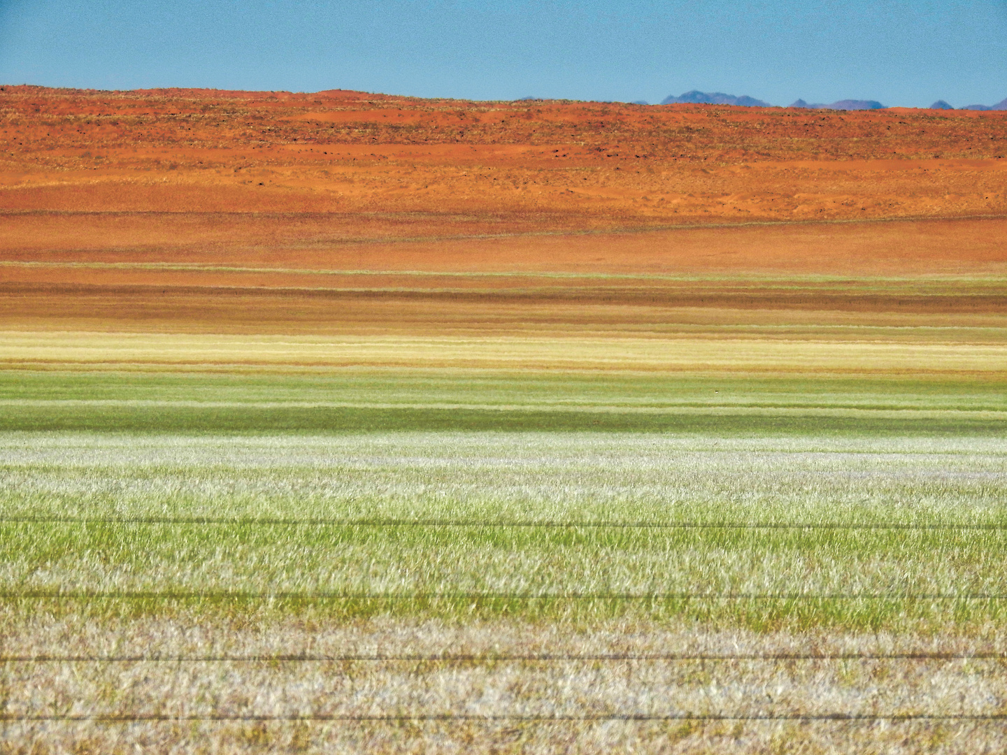 Es Grünt so Grün, Namib in der Regenzeit