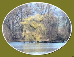 "es grünt so grün wenn ........;" Frühlingserwachen am See.